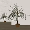 Potted Olive Trees With Slender Branches And Green Leaves In Terracotta Pots