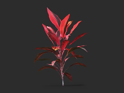 Red and Green Leaf Shrub with Vibrant Foliage Growing Upright in Dark Background 3d model