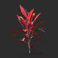 Red and Green Leaf Shrub with Vibrant Foliage Growing Upright in Dark Background