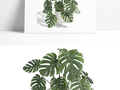 Potted Monstera Plant With Large Green Split Leaves In White Ceramic Pot For Indoor Decor 3d model