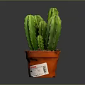 Green Multi Stemmed Cactus Plant in Red Pot for Indoor Decoration