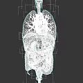 Detailed Human Abdominal Organs 3D Anatomical Model With Liver Stomach And Intestines