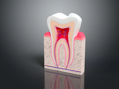 Cross Section View Of Human Tooth Anatomy With Enamel Dentin Pulp And Root 3d model