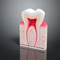Cross Section View Of Human Tooth Anatomy With Enamel Dentin Pulp And Root