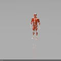 Red Colored Human Muscle Organ 3D Model Showing Detailed Anatomical Structure