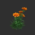 Vibrant Orange Flowers With Green Stems And Leaves On Dark Background