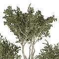 Bonsai Potted Plants With Twisted Trunks Green Foliage In Textured White Black Pots