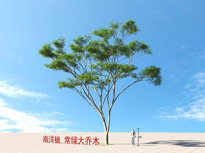 Sengon Large Evergreen Arbor With Green Leaves And Person Standing Under Blue Sky 3d model