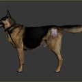 German Shepherd Dog With Collar And Black And Tan Coat Standing On Gray Gradient Background