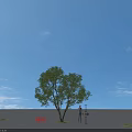 Tall Chinese Scholar Tree Arbor Height Comparison with 1.8m Person Under Blue Sky Open Ground