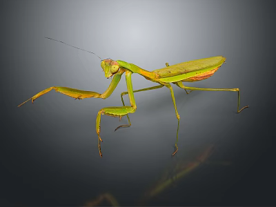 Green Praying Mantis With Long Forelegs In Natural Stance On Dark Surface 3d model