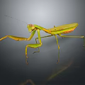Green Praying Mantis With Long Forelegs In Natural Stance On Dark Surface