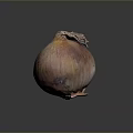 Fresh Vibrant Organic Onion With Pink Orange Purple Hues On Dark Surface