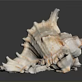 Natural Spiral Conch Shell Of Aquatic Marine Animal With Textured Surface