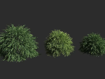 Three Green Shrubs of Different Sizes with Lush Foliage on Dark Background 3d model