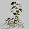 Indoor Monstera Plant with Large Split and Perforated Leaves and Lush Green Foliage