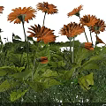 Vibrant Orange Flowers with Lush Green Leaves Growing in Fresh Grass