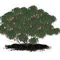 Lush Tree With Green Leaves Red Fruits Grass And White Clouds Under Blue Sky