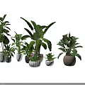 Variety of Green Potted Plants with Different Leaf Shapes and Decorative Pots