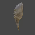 Horseshoe Crab With Brown Shell And Unique Body Structure Against Blue Sky