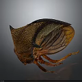 Colorful Insect With Orange Brown Body Red Legs And Textured Spotted Wings Displayed