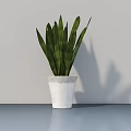 Potted Plant with Striped Green Leaves in White Patterned Pot on Smooth Blue Tabletop