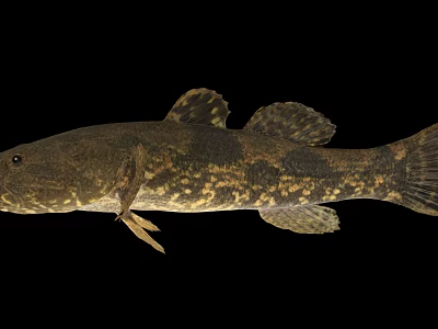 Spotted Freshwater Fish Species With Brown Yellow Patterns And Elongated Body 3d model