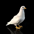 White Pigeon Standing With Yellow Beak And Feet On Black Background