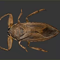 Giant Brown Water Bug With Large Forelegs And Wings On Gray Background