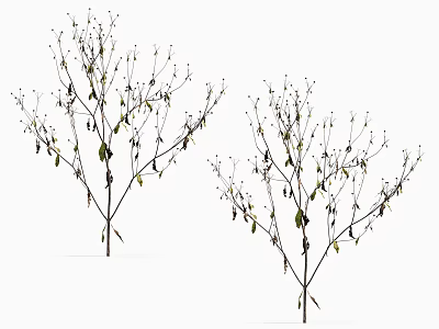 Two Arbor Trees With Slender Branches And Few Leaves On White Background 3d model