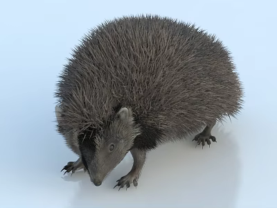 Spiny Gray Reptile With Thick Scales On White Background Closeup Shot 3d model