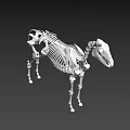 Detailed White Horse Skeleton 3D Model with Realistic Bone Structure and Posture
