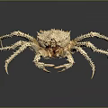 Off White Crab Specimen with Spines and Long Slender Legs on Dark Background Showing Reflection