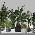 Different Types of Bonsai and Potted Plants Including Palm Fern Banana in Ceramic Concrete Pots