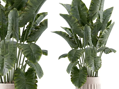 Decorative Plant Arrangement with Green Foliage Plants in White Ceramic Pots for Home Interior Decoration 3d model