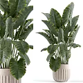 Decorative Plant Arrangement with Green Foliage Plants in White Ceramic Pots for Home Interior Decoration