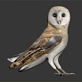 Beautiful Barn Owl With White Face And Brown Gray Feathers Standing On Black Surface