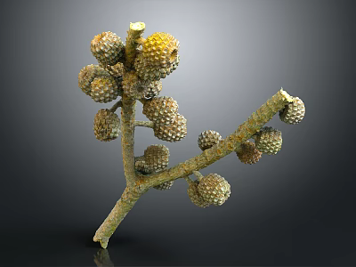 Close Up View Of Plant Branch With Spherical Bumpy Fruits On Dark Background 3d model