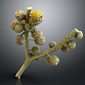 Close Up View Of Plant Branch With Spherical Bumpy Fruits On Dark Background