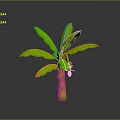 3D Rendered Banana Plant With Green Leaves Yellow Trunk And Small Red Fruit
