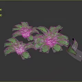 Fresh Green Herbaceous Plants Featuring Lush Spreading Leaves On Dark Background