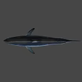 Realistic Gray Shark 3D Model With Open Mouth On Black Background