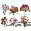Arbor Trees Featuring Various Colored Leaves And Shadows In Landscape Design 3d model