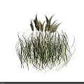 Herbaceous Plants With White Feathery Plumes Slender Green Leaves And Tall Stems Against Black Background