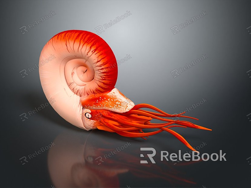 ammonites ammonites fossils snails cartoon snails small snails reptiles cold-blooded animal reptiles model