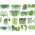 Different Types of Decorative Vines Hanging Climbing and Trailing Greenery for Home Garden Decoration