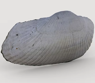 White Striped Marine Shell Of Aquatic Animal With Natural Rough Surface 3d model White Striped Marine Shell Of Aquatic Animal With Natural Rough Surface 3d model