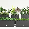 Modern Potted Green Plants With Diverse Foliage In Black Rectangular Pots 3d model