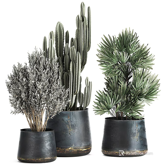 Stylish Bonsai Potted Plants with Cactus Palm and Grass in Dark Colored Ceramic Pots 3d model 