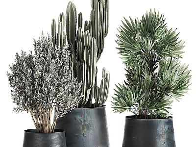 Stylish Bonsai Potted Plants with Cactus Palm and Grass in Dark Colored Ceramic Pots 3d model